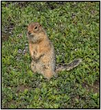 Arctic Squirrel, Denali Park