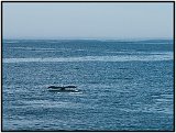 Whale Watch 37