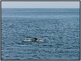 Whale Watch 43