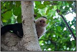 Capuchin monkey on Isla de Ometepe