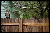 "Hawk and Squirrel" - my backyard