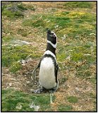 Penguinos in Chile