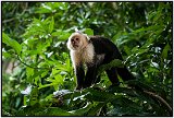 Capuchin monkey on Isla de Ometepe