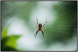 Spider near Laguna de Masaya